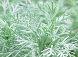 Assenzio 58 0 Assenzio