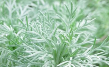 Assenzio 58 0 Assenzio