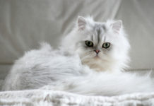 Il Gatto Persiano Varietà Chinchilla Hobby Collezionismo Fiere