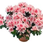 Azalea 59 0 Azalea