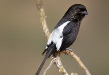 Gazza 593 0 La Gazza