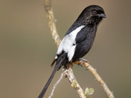 Gazza 593 0 La Gazza