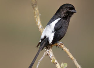 Gazza 593 0 La Gazza