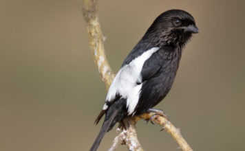 Gazza 593 0 La Gazza