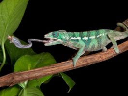 Grillo 596 0 201 0 Grillo