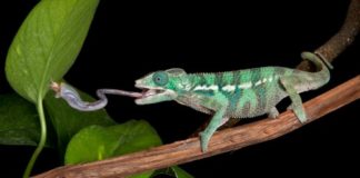 Grillo 596 0 201 0 Grillo