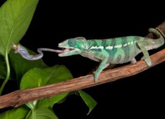 Grillo 596 0 201 0 Grillo