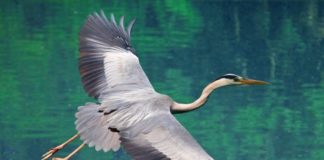 Airone 597 0 186 0 Airone