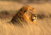 Leone 598 0 204 0 leone