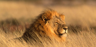 Leone 598 0 204 0 leone