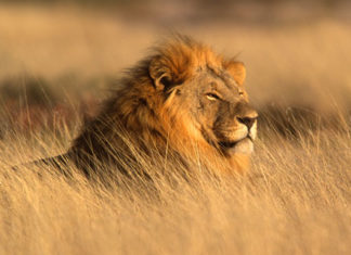 Leone 598 0 204 0 leone