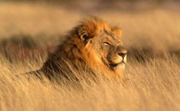 Leone 598 0 204 0 leone