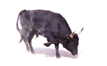 Toro 599 0 Toro