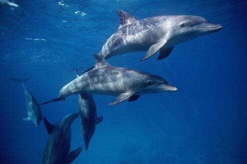 Zoomarine 602 0 Zoomarine