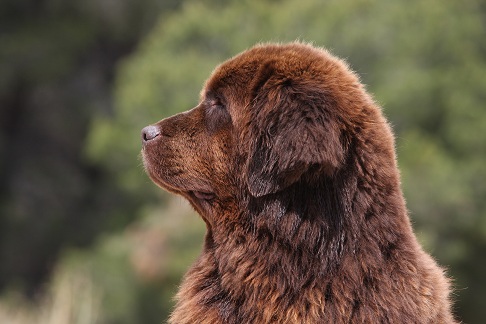 Terranova 603 0 Terranova