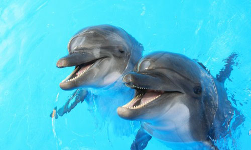 Oltremare 605 0 Oltremare