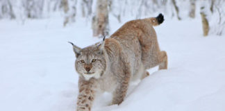 Lince 607 0 LaLince
