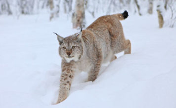 Lince 607 0 LaLince