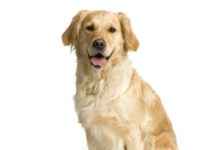 Labrador 608 0 Labrador