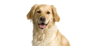 Labrador 608 0 Labrador