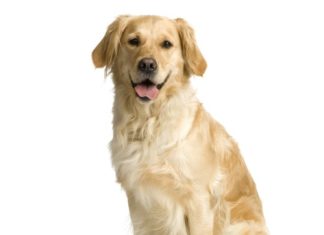 Labrador 608 0 Labrador