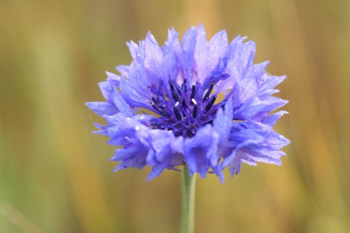 Fiordaliso 61 0 Fiordaliso