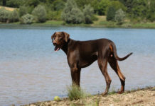 Dobermann 613 0 ILDobermann