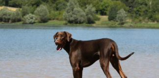 Dobermann 613 0 ILDobermann