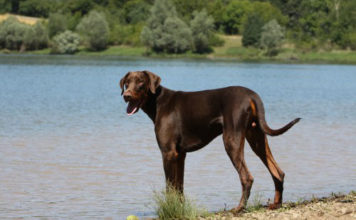 Dobermann 613 0 ILDobermann