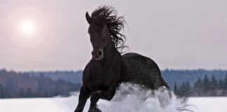 Cavallo 614 0 Cavallo