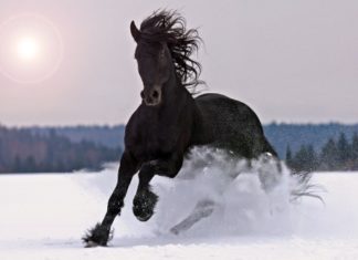 Cavallo 614 0 Cavallo