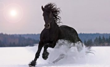 Cavallo 614 0 Cavallo