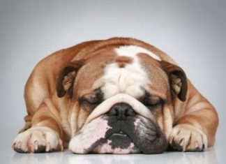 Bulldog 617 0 Bulldog