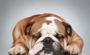 Bulldog 617 0 Bulldog