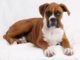 Boxer 618 0 Boxer