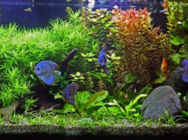 Breve guida per la gestione dell’acquario 620 0 breve guida per la gestione dell acquario_ok