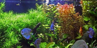 Breve guida per la gestione dell’acquario 620 0 breve guida per la gestione dell acquario_ok