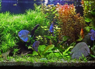 Breve guida per la gestione dell’acquario 620 0 breve guida per la gestione dell acquario_ok