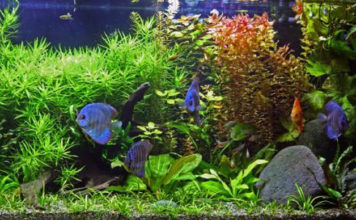 Breve guida per la gestione dell’acquario 620 0 breve guida per la gestione dell acquario_ok