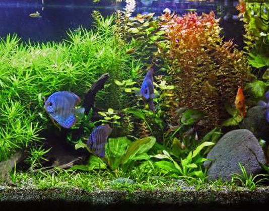 Breve guida per la gestione dell’acquario 620 0 breve guida per la gestione dell acquario_ok