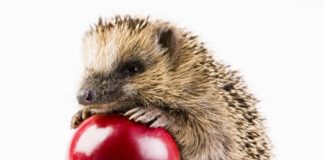 Istrice 622 0 Istrice