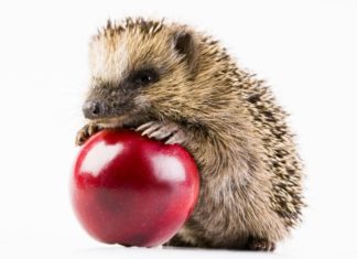 Istrice 622 0 Istrice