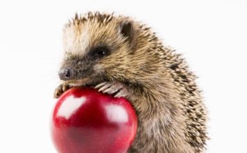 Istrice 622 0 Istrice