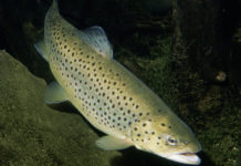 Pesca sportiva – La trota di lago 637 0 Pesca sportiva La trota di lago