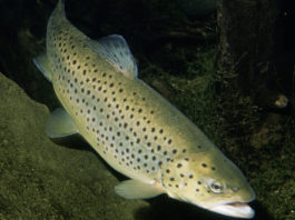 Pesca sportiva – La trota di lago 637 0 Pesca sportiva La trota di lago