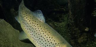 Pesca sportiva – La trota di lago 637 0 Pesca sportiva La trota di lago