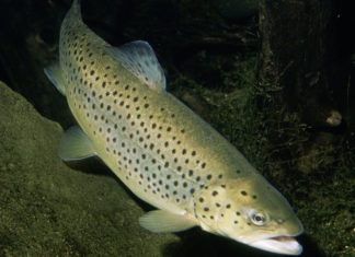 Pesca sportiva – La trota di lago 637 0 Pesca sportiva La trota di lago