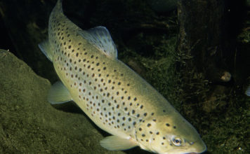 Pesca sportiva – La trota di lago 637 0 Pesca sportiva La trota di lago