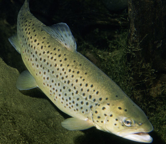 Pesca sportiva – La trota di lago 637 0 Pesca sportiva La trota di lago