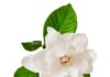 Gardenia 64 0 Gardenia